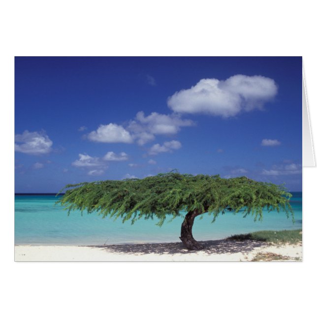 Caribbean, Aruba. Eagle Beach (Front Horizontal)