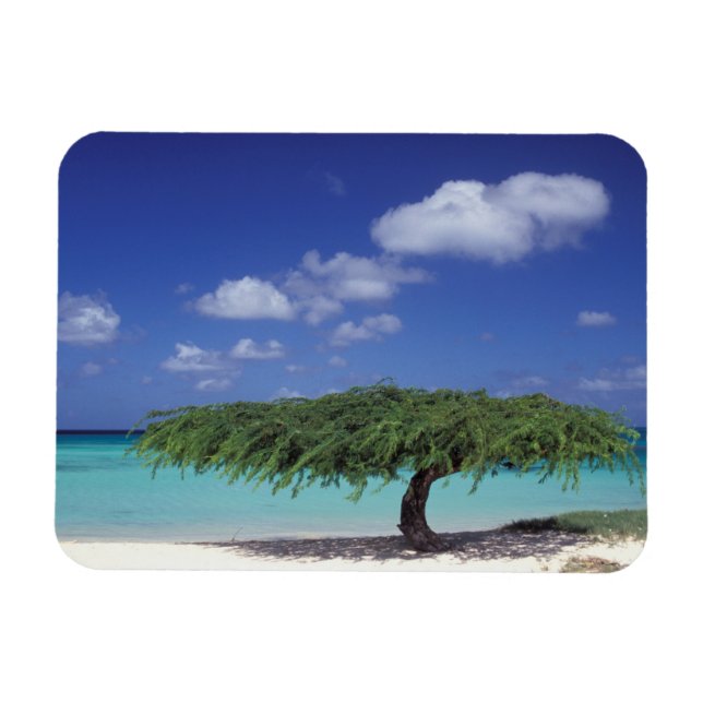 Caribbean, Aruba. Eagle Beach Magnet (Horizontal)