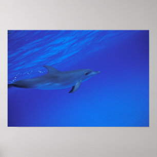 Caribbean, Bahamas Spotted dolphin Poster