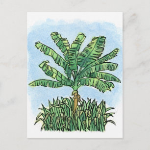 Caribbean banana tree postcard