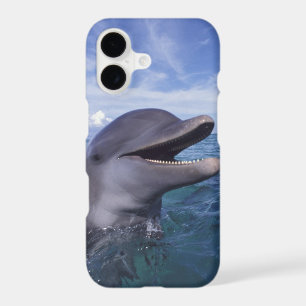 Caribbean, Bottlenose