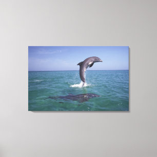 Caribbean, Bottlenose Canvas Print