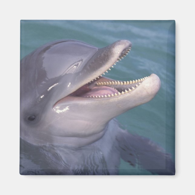Caribbean, Bottlenose dolphin Magnet (Front)