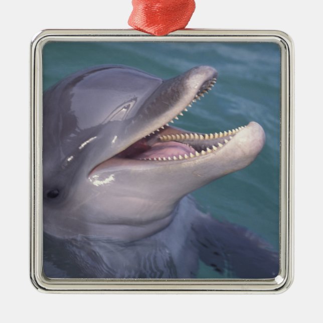 Caribbean, Bottlenose dolphin Metal Tree Decoration (Front)