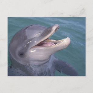 Caribbean, Bottlenose dolphin Postcard