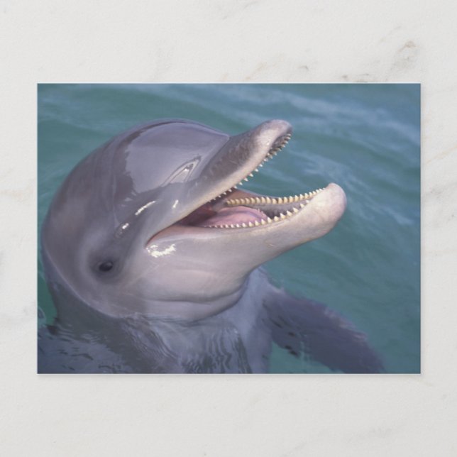 Caribbean, Bottlenose dolphin Postcard (Front)