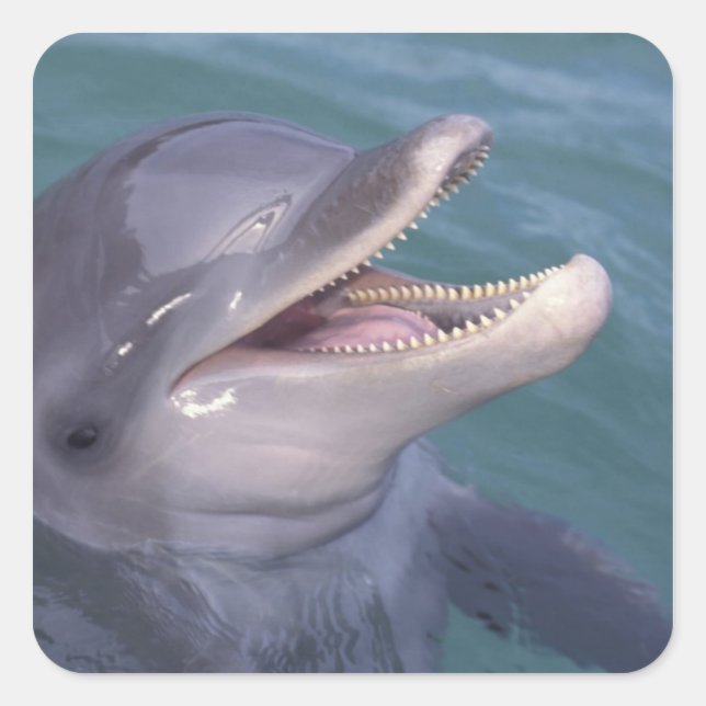 Caribbean, Bottlenose dolphin Square Sticker (Front)