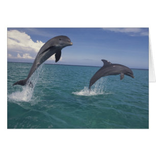Caribbean, Bottlenose dolphins