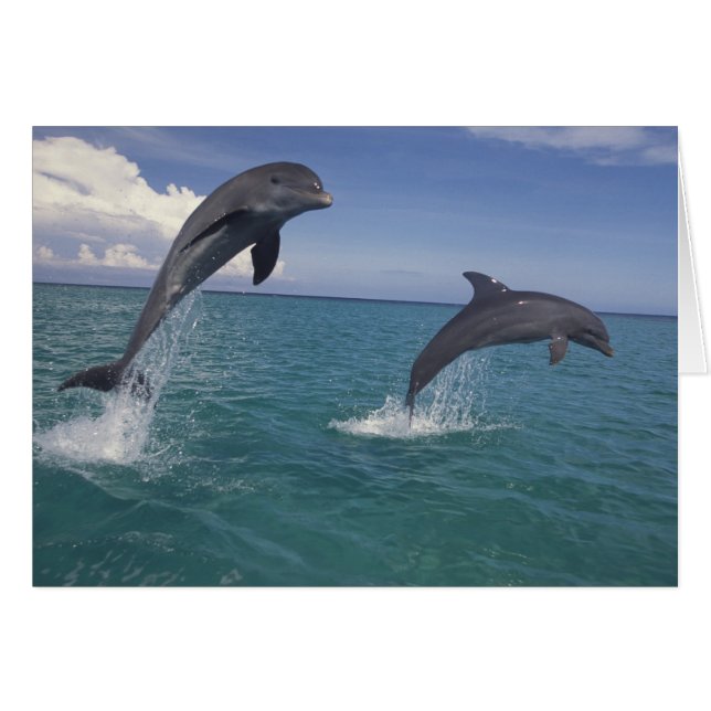 Caribbean, Bottlenose dolphins (Front Horizontal)