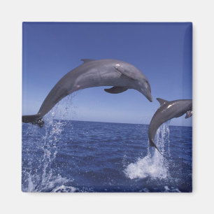 Caribbean, Bottlenose dolphins Magnet