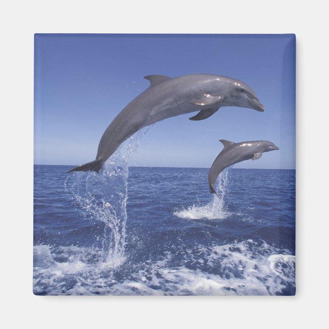 Caribbean, Bottlenose dolphins Magnet (Front)