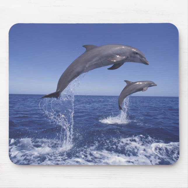 Caribbean, Bottlenose dolphins Mouse Pad (Front)