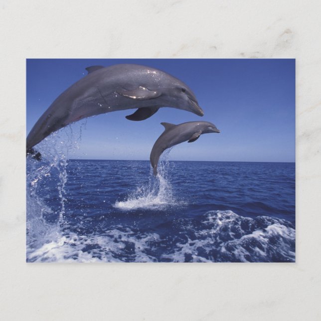 Caribbean, Bottlenose dolphins Postcard (Front)