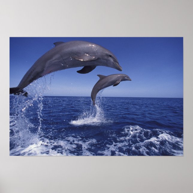 Caribbean, Bottlenose dolphins Poster (Front)