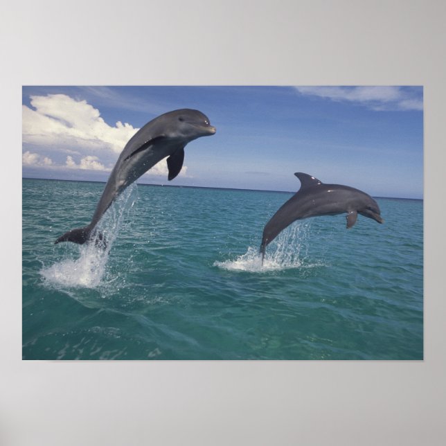Caribbean, Bottlenose dolphins Poster (Front)