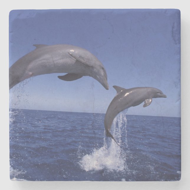 Caribbean, Bottlenose dolphins Stone Coaster (Front)