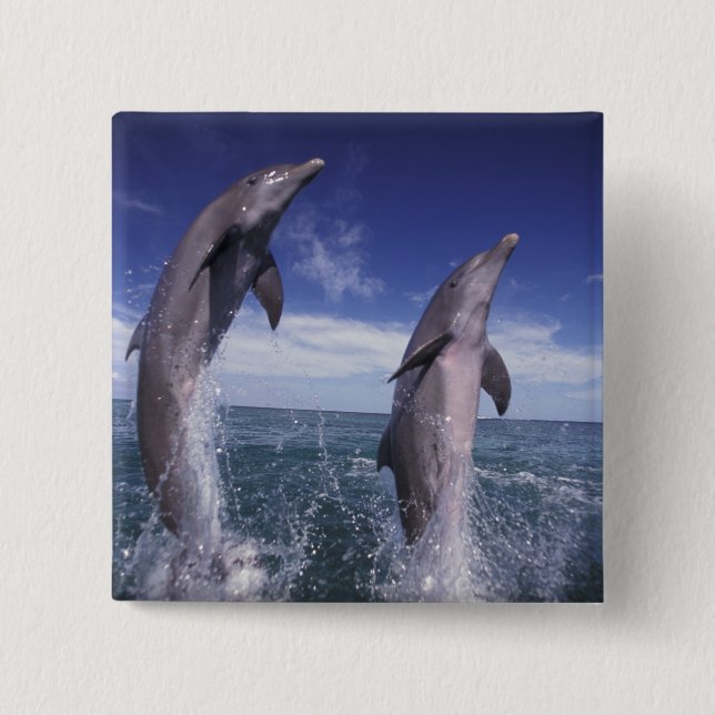 Caribbean, Bottlenose dolphins Tursiops 15 Cm Square Badge (Front)