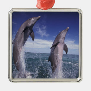Caribbean, Bottlenose dolphins Tursiops Metal Tree Decoration