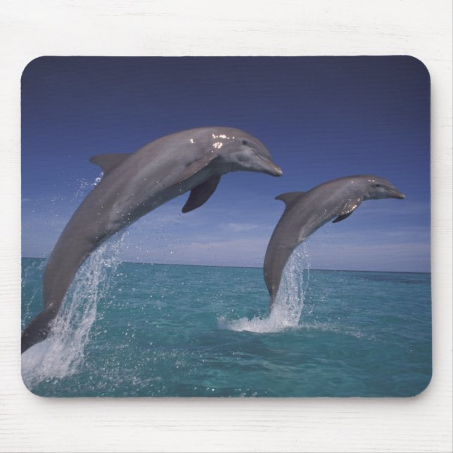 Caribbean, Bottlenose dolphins Tursiops Mouse Pad (Front)