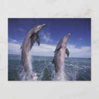 Caribbean, Bottlenose dolphins Tursiops