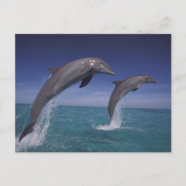 Caribbean, Bottlenose dolphins Tursiops Postcard (Front)