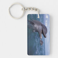 Caribbean, Bottlenose