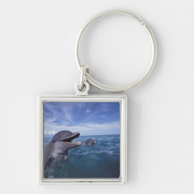 Caribbean, Bottlenose Key Ring (Front)