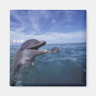 Caribbean, Bottlenose Magnet