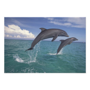Caribbean, Bottlenose Photo Print