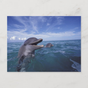 Caribbean, Bottlenose Postcard