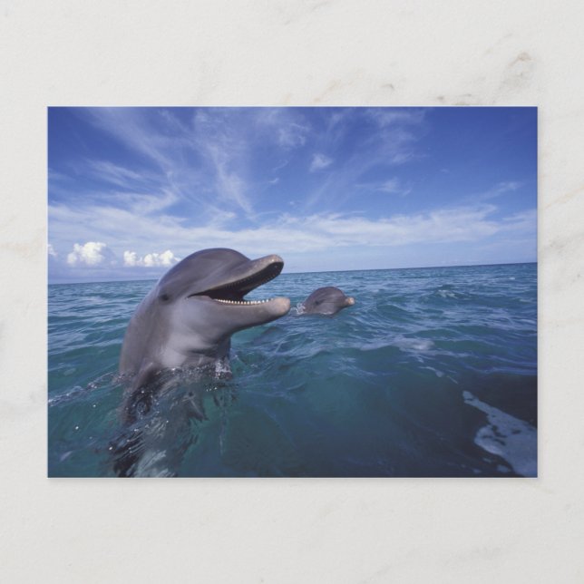 Caribbean, Bottlenose Postcard (Front)