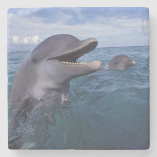 Caribbean, Bottlenose Stone Coaster