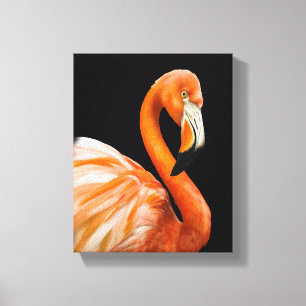Caribbean falmingo canvas print
