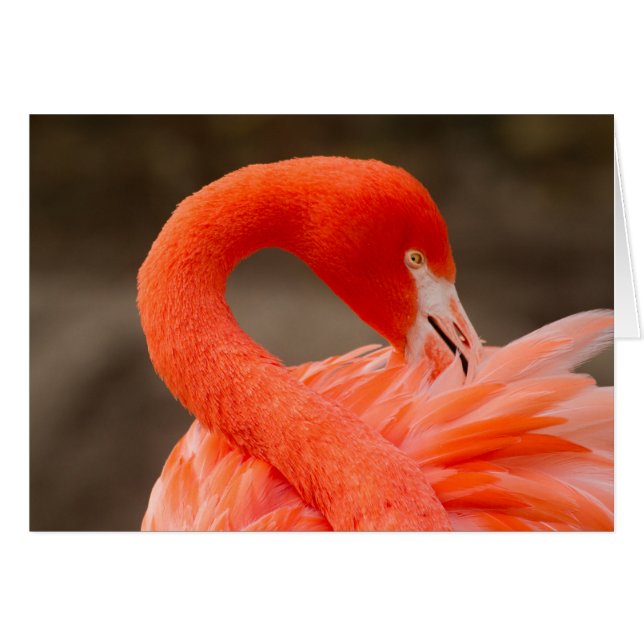 caribbean flamingo (Front Horizontal)
