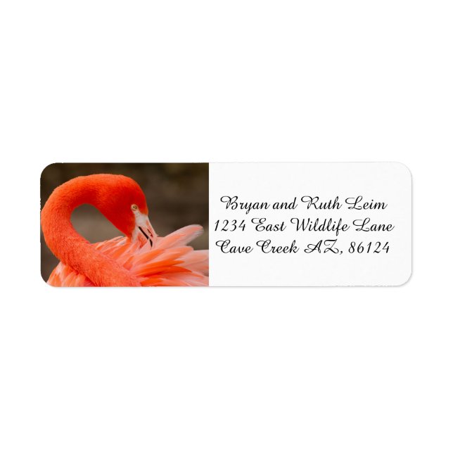Caribbean flamingo (Front)