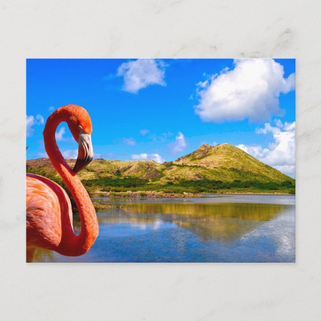 Caribbean flamingo in St kitts  Postcard (Front)