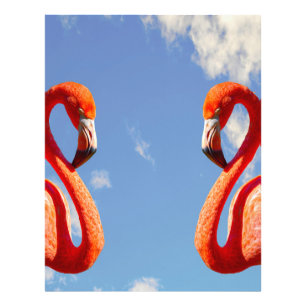 Caribbean flamingo pair photo print
