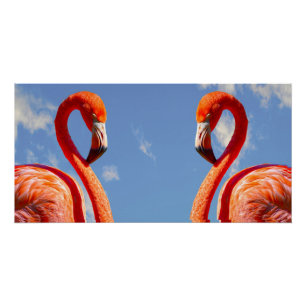 Caribbean flamingo pair poster
