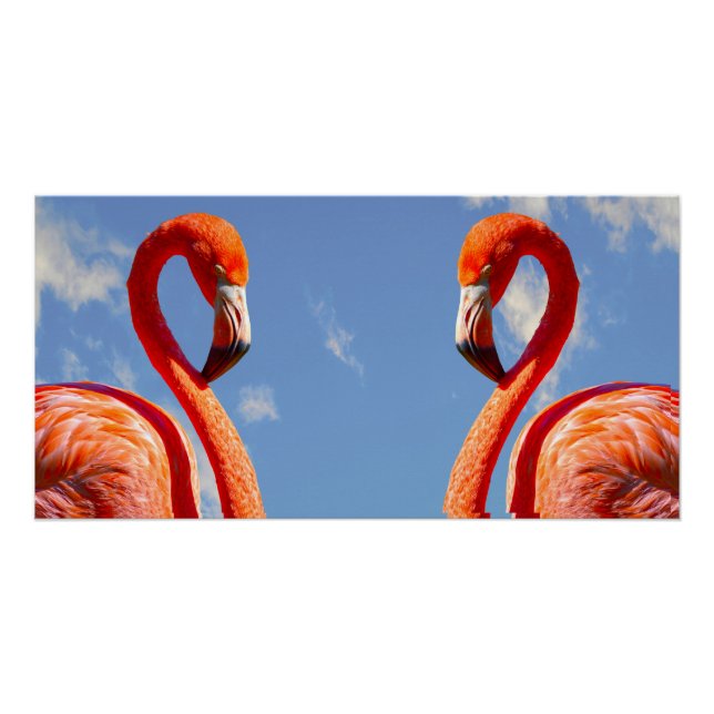 Caribbean flamingo pair poster (Front)