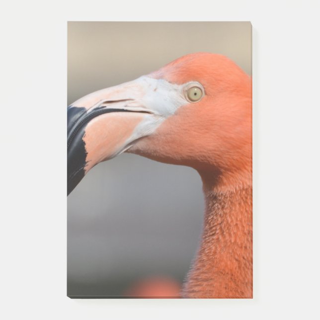 Caribbean Flamingo Post-it Notes (Front)
