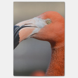 Caribbean Flamingo Post-it Notes