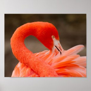 Caribbean flamingo poster