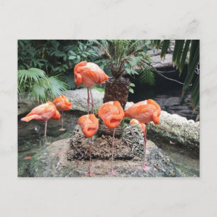 Caribbean Flamingos # 14 Postcard