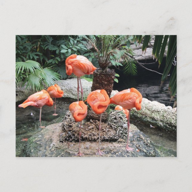 Caribbean Flamingos # 14 Postcard (Front)