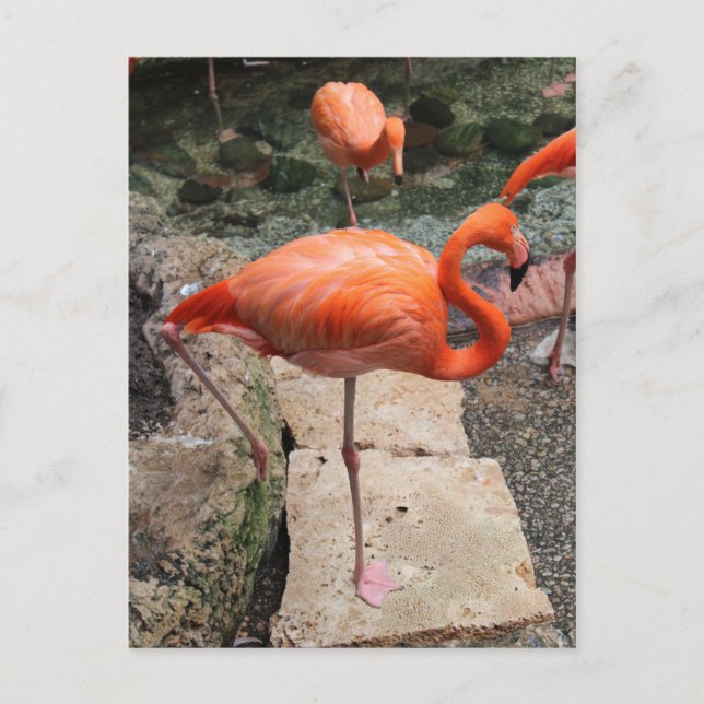 Caribbean Flamingos # 3 Postcard (Front)