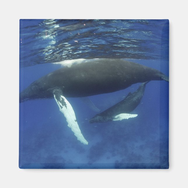 Caribbean, Greater Antilles archipelago, Magnet (Front)