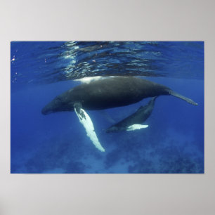 Caribbean, Greater Antilles archipelago, Poster