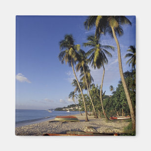 CARIBBEAN, Grenada, St. George, Boats on palm Magnet