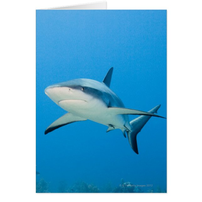 Caribbean reef shark (Carcharhinus perezi) (Front)