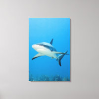 Caribbean reef shark (Carcharhinus perezi)